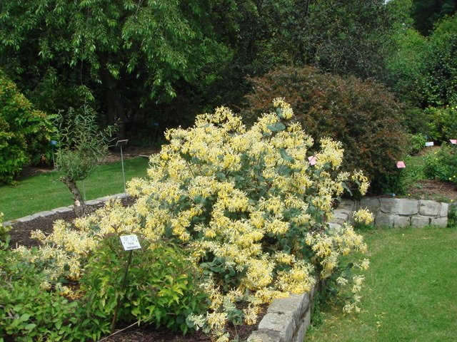 Lonicera etrusca 'Michael Rosse' P12